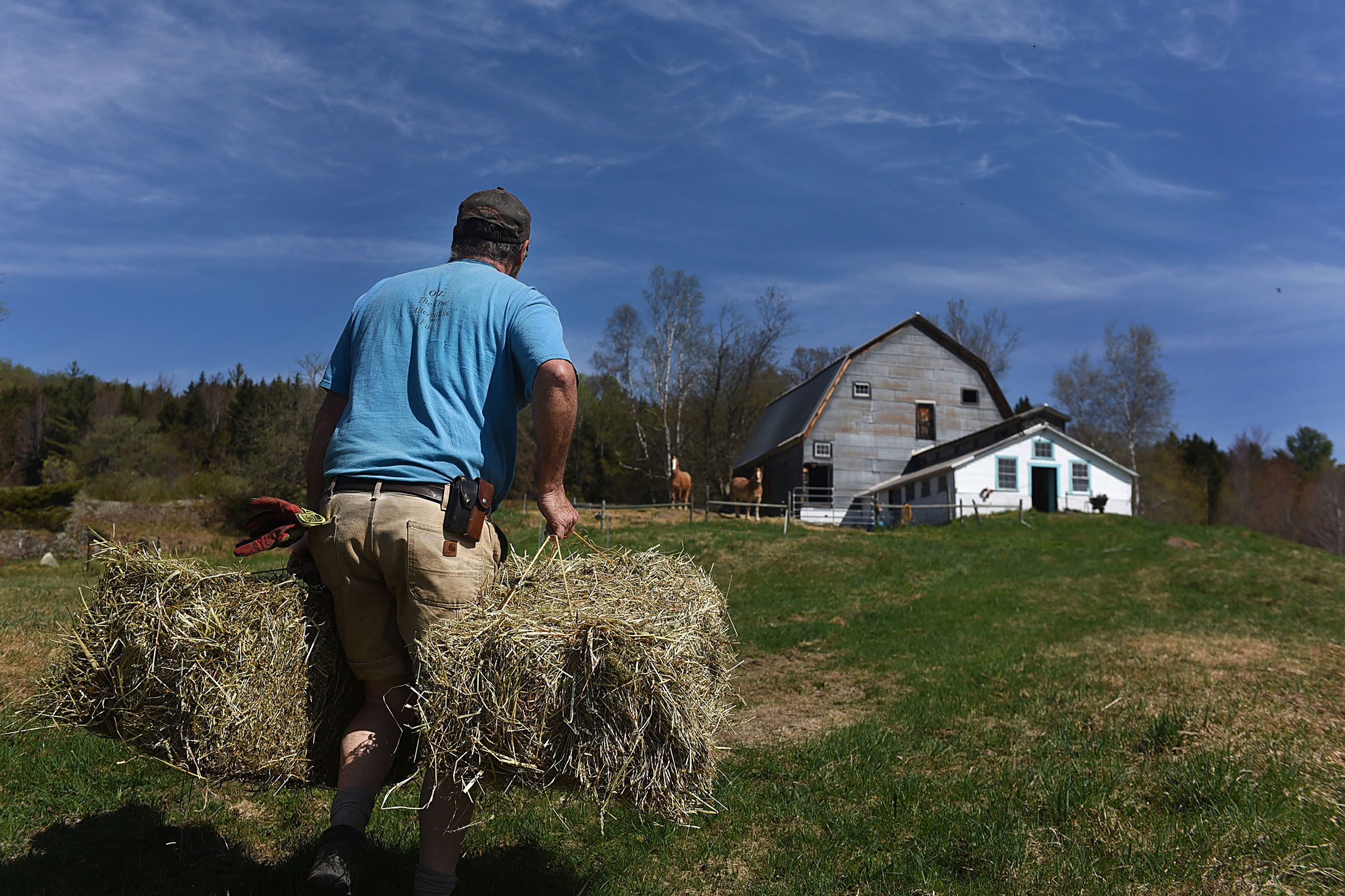 Carl Russell, of Bethel, Vt., hauls two bales of hay from his farm to where his two new horses, Mike and Tom live at Stitchdown Farm in Bethel, Vt., on May 8, 2015. Russell "adopted" the draft horses in February, and has worked put more weight on both the horses, who were malnourished when he acquired them. (Valley News - Sarah Priestap) Copyright Valley News. May not be reprinted or used online without permission. Send requests to permission@vnews.com.