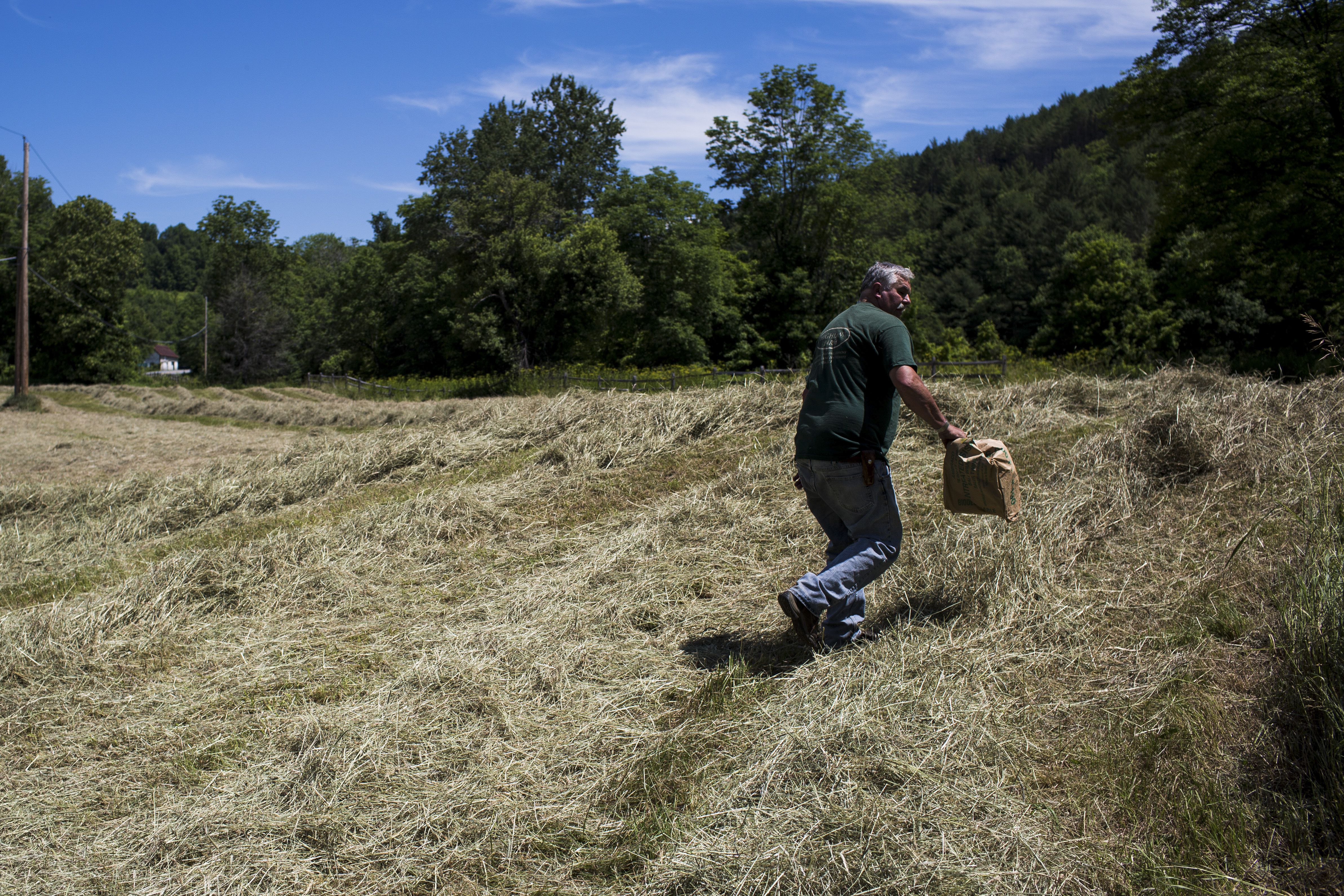 After loading his baler, Pomfret resident Miller Hewitt carries a bag of twine through a field of raked dry hay toward his truck in Pomfret, Vt., on July 5, 2016. Hewitt, who raises Black Angus cows and runs the butcher block at Mac’s Market in Woodstock, was taking advantage of the recent dry spell and preparing to bale a large amount of dry hay with his brother Chandler. “It’s not usually like this,” he said, referring to Vermont’s summer weather. (Valley News - Mac Snyder) Copyright Valley News. May not be reprinted or used online without permission. Send requests to permission@vnews.com.