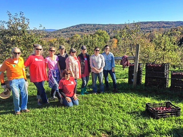 King Arthur Flour employees "glean" apples for Willing Hands at Whitman Brook Orchard in Quechee in October. (Photograph courtesy of King Arthur Flour)