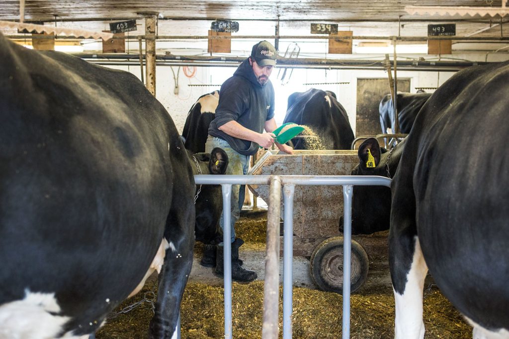 Herdsman Ben White feeds the cows at the Grafton County Farm in North Haverhill, N.H., on April 13, 2018. The Grafton County Farm is last operating publically-funded farm in both New Hampshire and Vermont. (Valley News - Carly Geraci) Copyright Valley News. May not be reprinted or used online without permission. Send requests to permission@vnews.com.