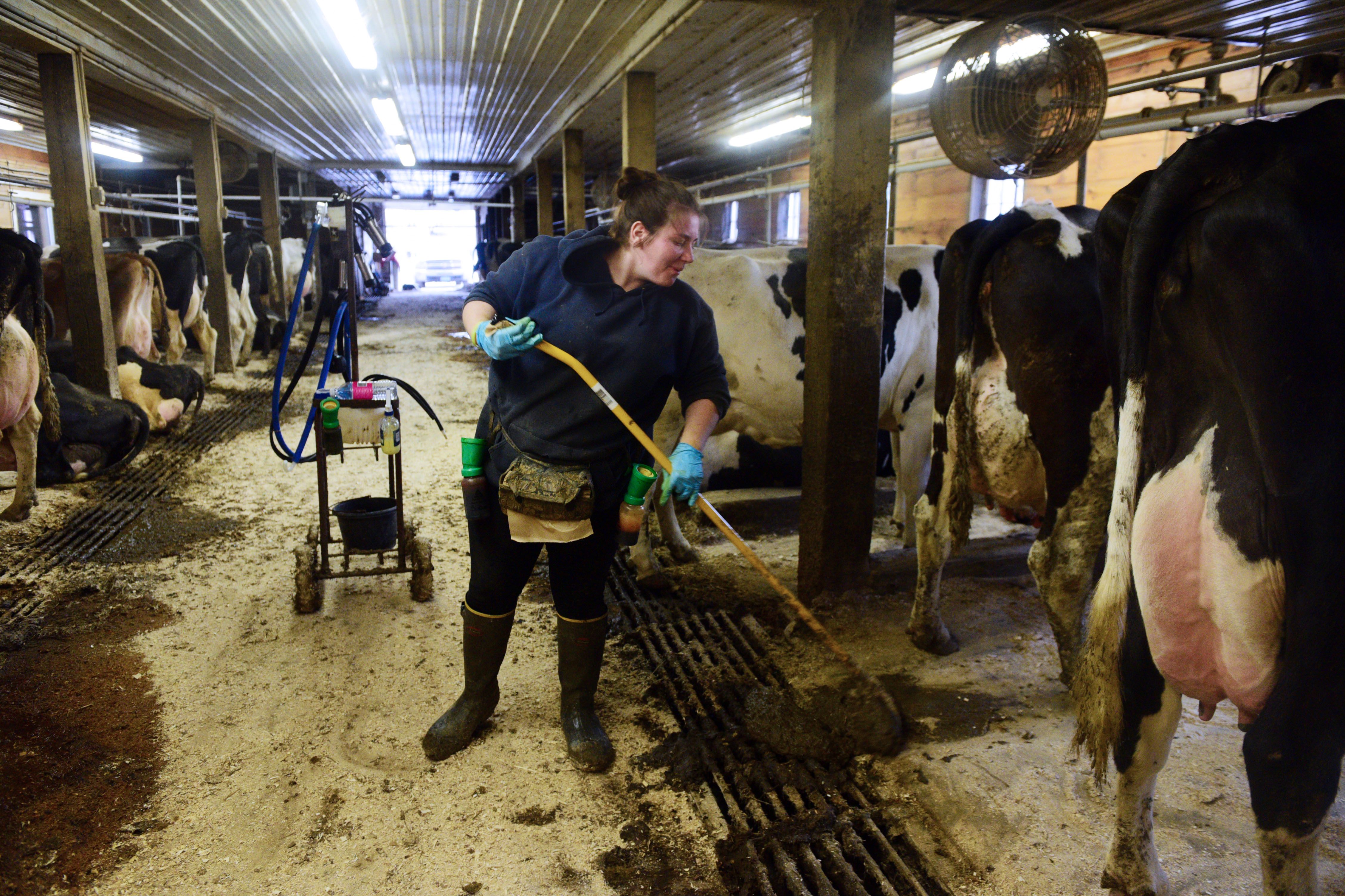 Brooke Dimmick cleans the aisle between milking her new herd of cows at Neighborly Farms in Randolph, Vt., on April 1, 2016. (Valley News- Sarah Priestap)
