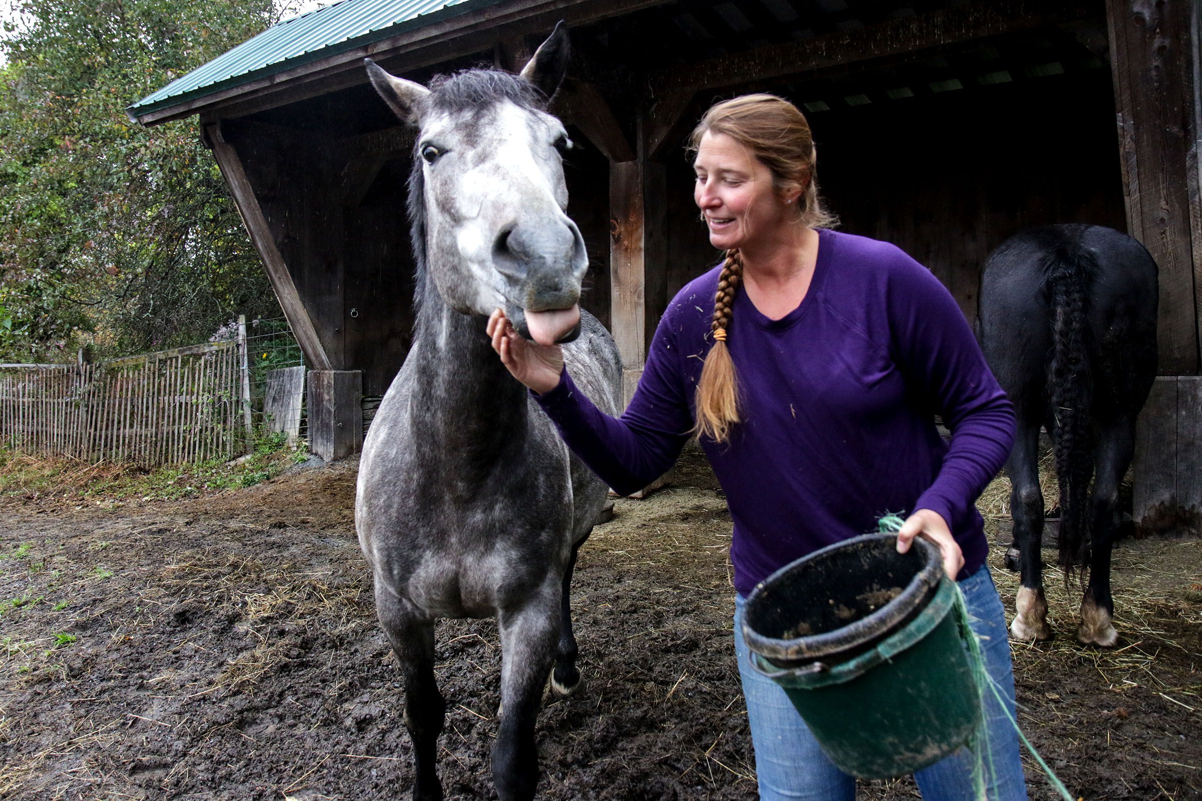 Heather Gallagher, of Cornish, N.H., feeds her horse Hawk during her morning chores at Many Summers Farm on Monday, Oct. 8, 2018. The farm specializes in grass-fed beef and lamb, pasture-raised pork and cheese and yogurt made from organic milk. (Valley News - August Frank) Copyright Valley News. May not be reprinted or used online without permission. Send requests to permission@vnews.com.