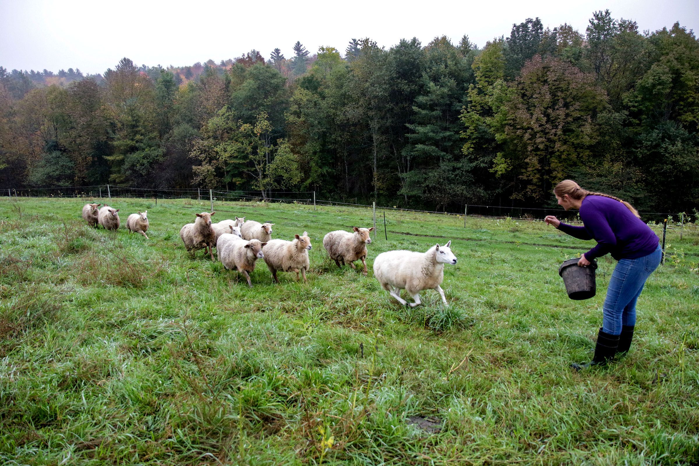 The sheep of Many Summers Farm come running as Heather Gallagher arrives with their feed during her morning chores in Cornish, N.H., on Monday, Oct. 8, 2018. (Valley News - August Frank) Copyright Valley News. May not be reprinted or used online without permission. Send requests to permission@vnews.com.