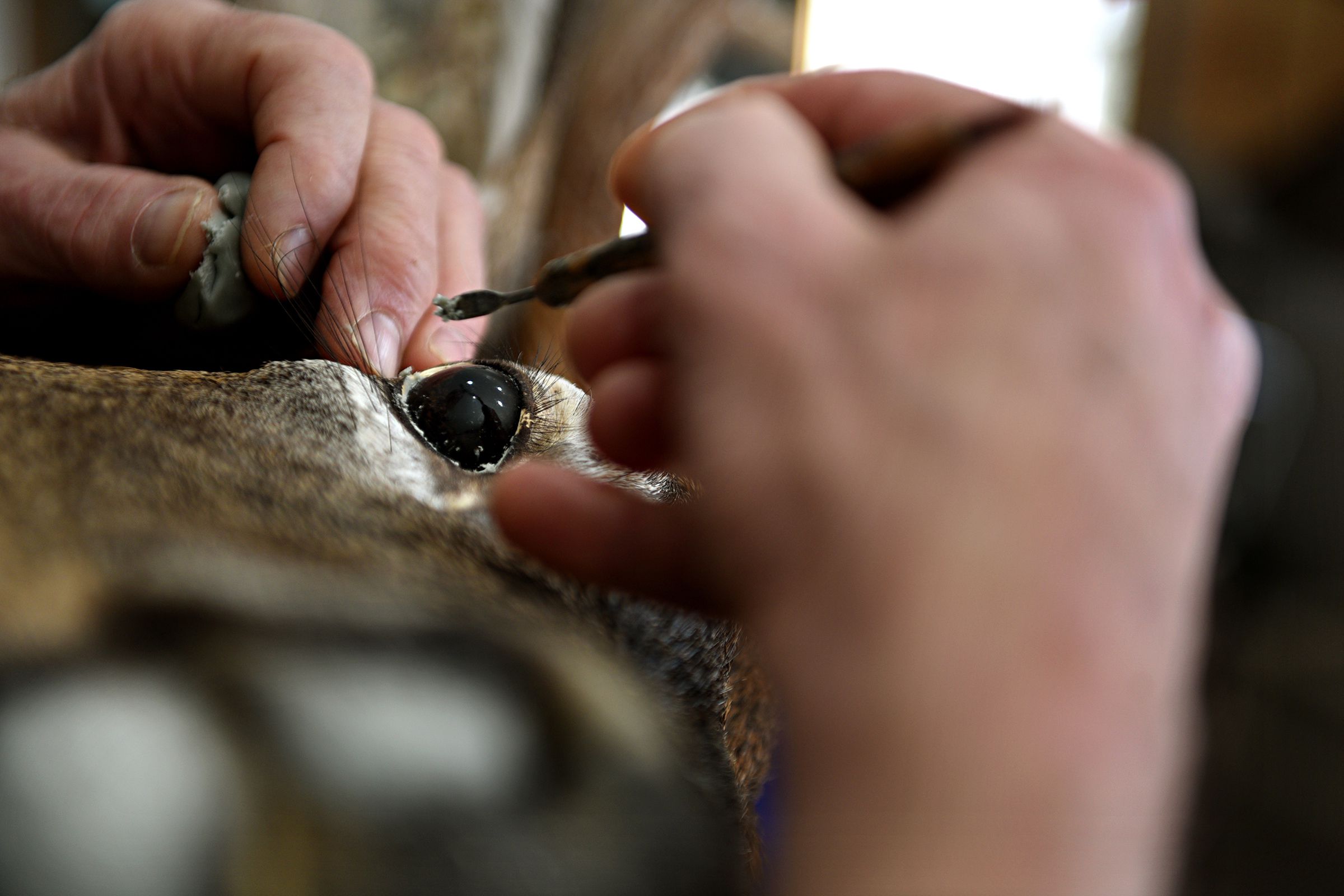 John Matyka owner of Jacobs Brook Taxidermy applies modeling compound clay used for bonding and filling around the glass eye of a buck he has mounted at his shop in Orford, N.H., on Wednesday, April 3, 2019. (Valley News - Jennifer Hauck) Copyright Valley News. May not be reprinted or used online without permission. Send requests to permission@vnews.com.