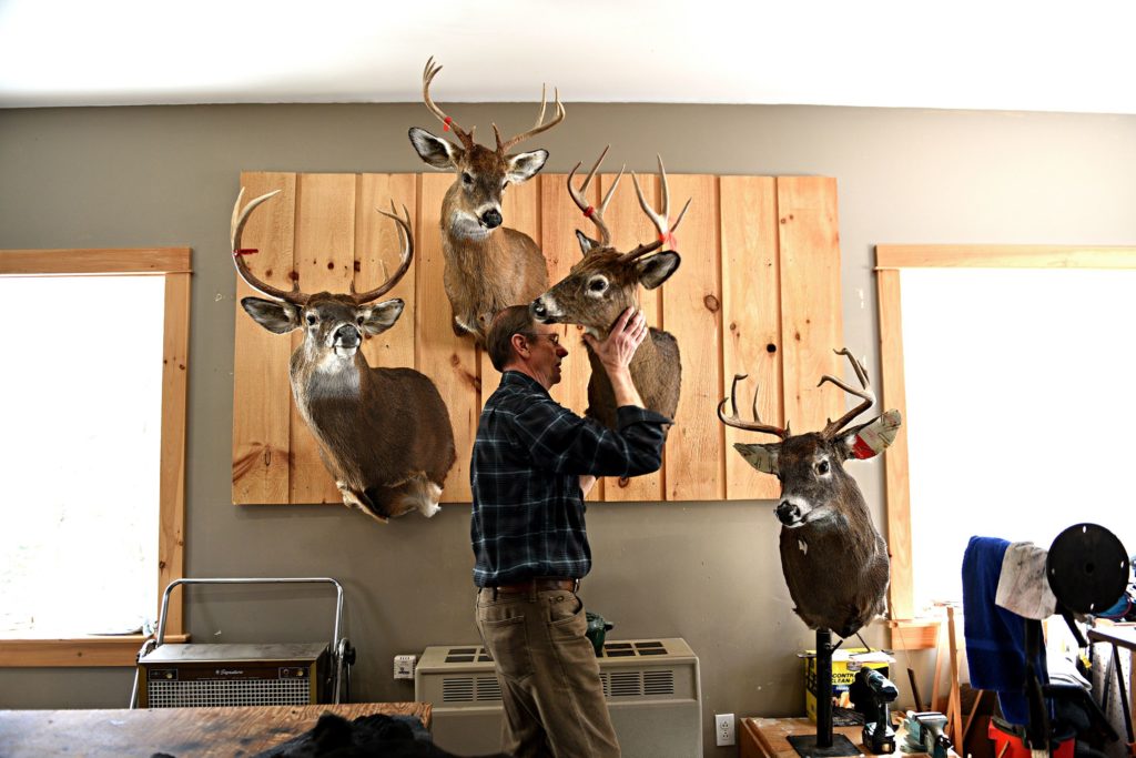 John Matyka owner of Jacobs Brook Taxidermy plucks one of the mounted bucks he was working off the wall on at his shop in Orford, N.H., on Wednesday, April 3, 2019. The heads were in varies stages of the mounting process. (Valley News - Jennifer Hauck) Copyright Valley News. May not be reprinted or used online without permission. Send requests to permission@vnews.com.