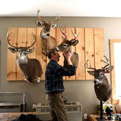 Made in the Upper Valley: The art of taxidermy brings visions of luxury and learning to life