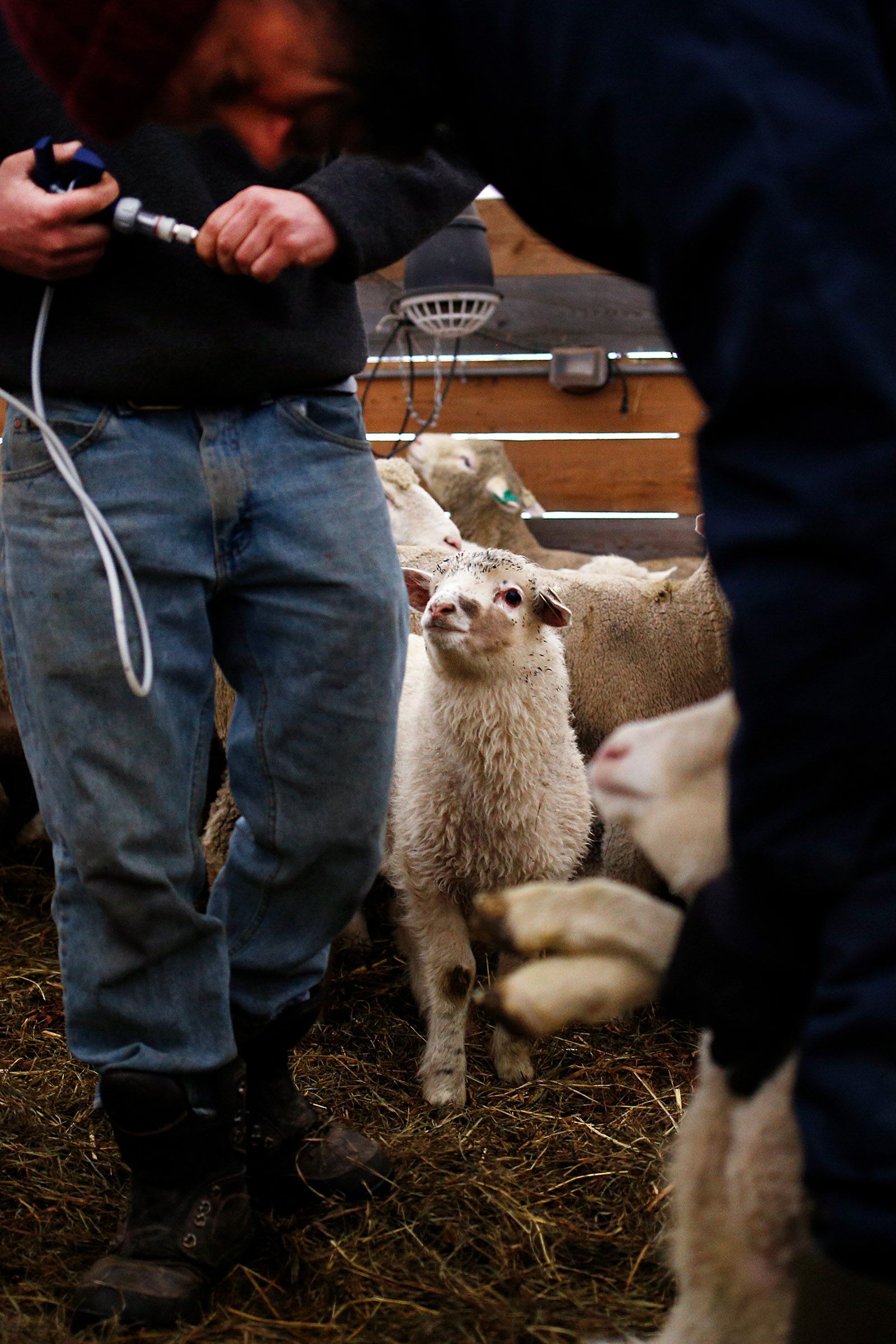 A lamb watches as animal manager Chris Bonasia, left, and owner Chuck Wooster vaccinate lambs against tetanus and other bacterial infections at Sunrise Farm in White River Junction, Vt., on Monday, April 8, 2019. Out of over 100 lambs on the farm, 40 of them will be slaughtered each year. (Valley News - Joseph Ressler) Copyright Valley News. May not be reprinted or used online without permission. Send requests to permission@vnews.com.