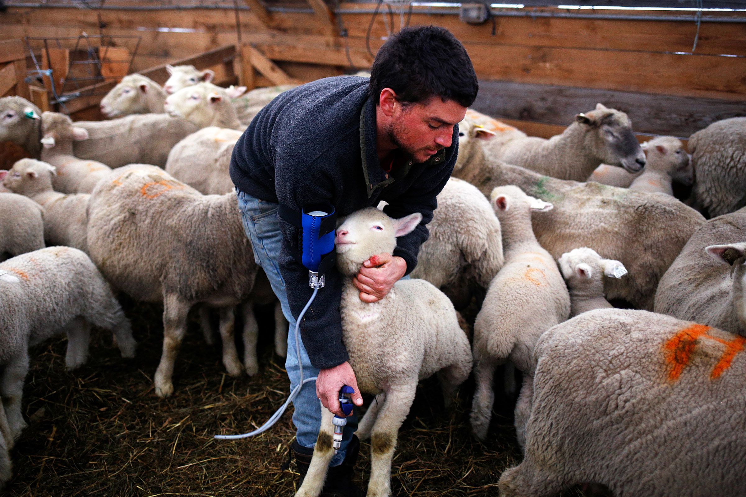 Animal manager Chris Bonasia grabs a lamb to vaccinate at Sunrise Farm in White River Junction, Vt., on Monday, April 8, 2019. Bonasia spent about half an hour injecting the roughly 125 lambs, a routine that occurs twice a year. (Valley News - Joseph Ressler) Copyright Valley News. May not be reprinted or used online without permission. Send requests to permission@vnews.com.