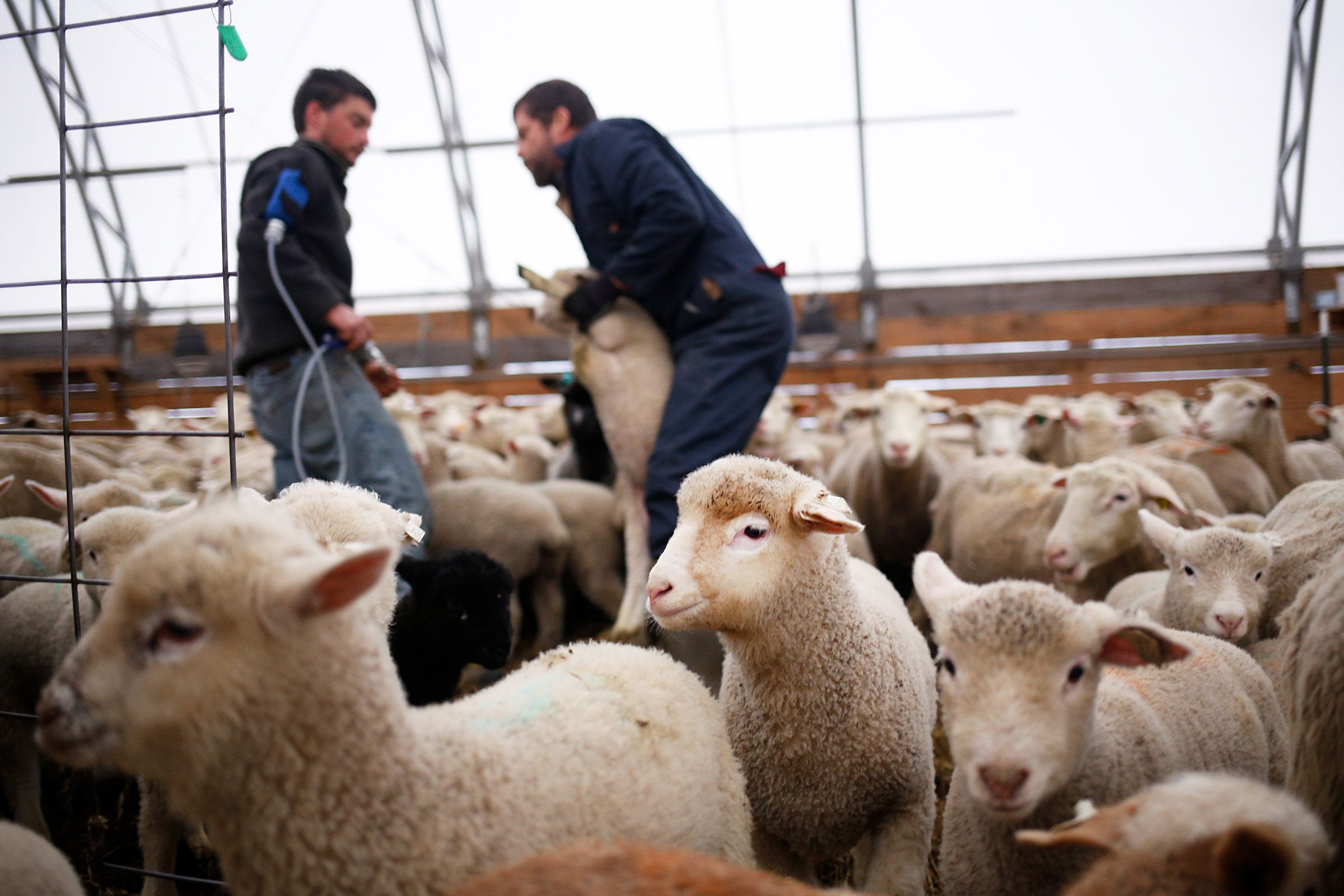 Animal manager Chris Bonasia, left, and owner Chuck Wooster vaccinate lambs against tetanus and other bacterial infections at Sunrise Farm in White River Junction, Vt., on Monday, April 8, 2019. Bonasia administered the injection and Wooster marked the lamb with colored chalk. (Valley News - Joseph Ressler) Copyright Valley News. May not be reprinted or used online without permission. Send requests to permission@vnews.com.