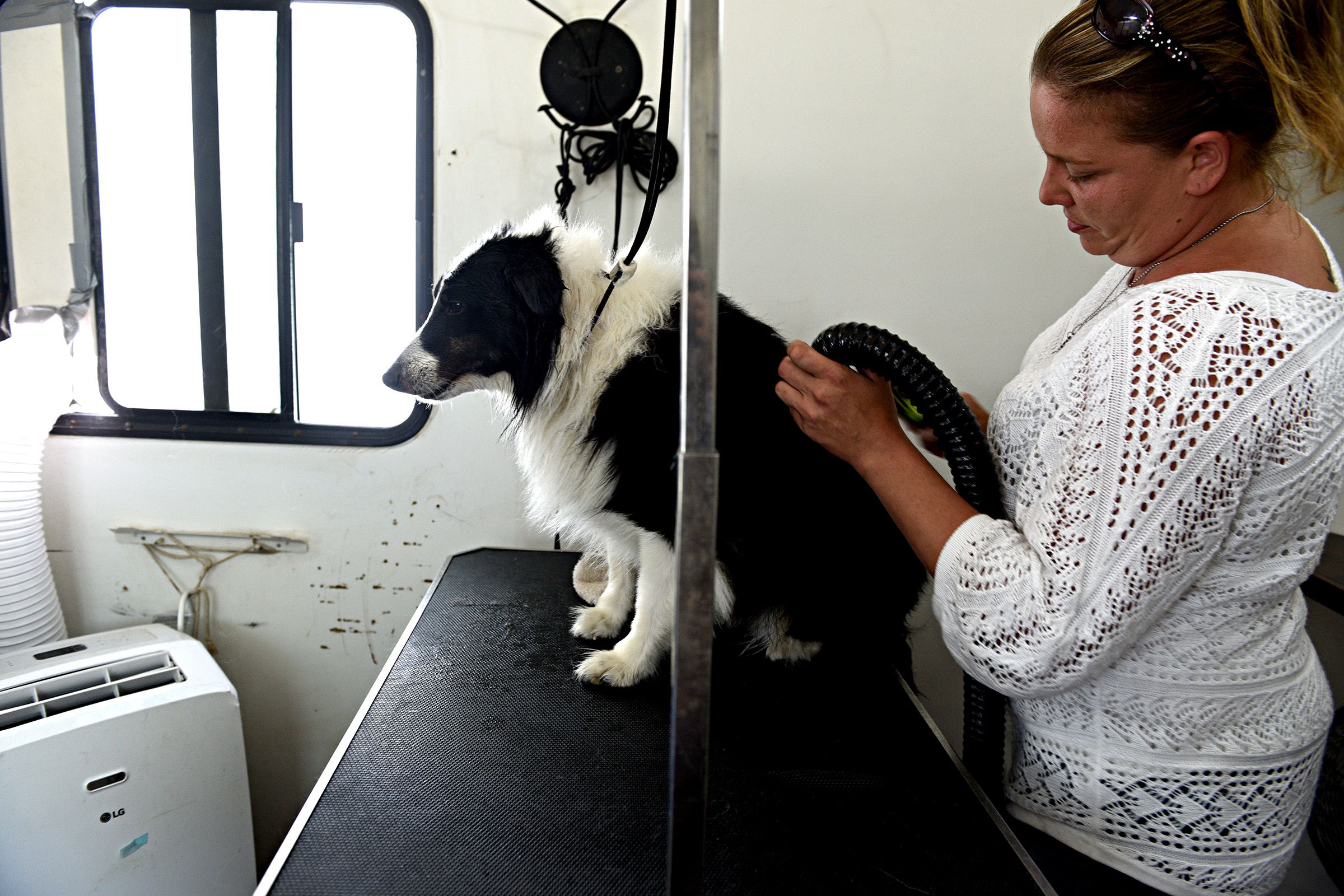 After a bath, Samantha Stanford blow dries Smokey in her mobile grooming trailer in Canaan, N.H., on Friday, June 28, 2019. (Valley News - Jennifer Hauck) Copyright Valley News. May not be reprinted or used online without permission. Send requests to permission@vnews.com.