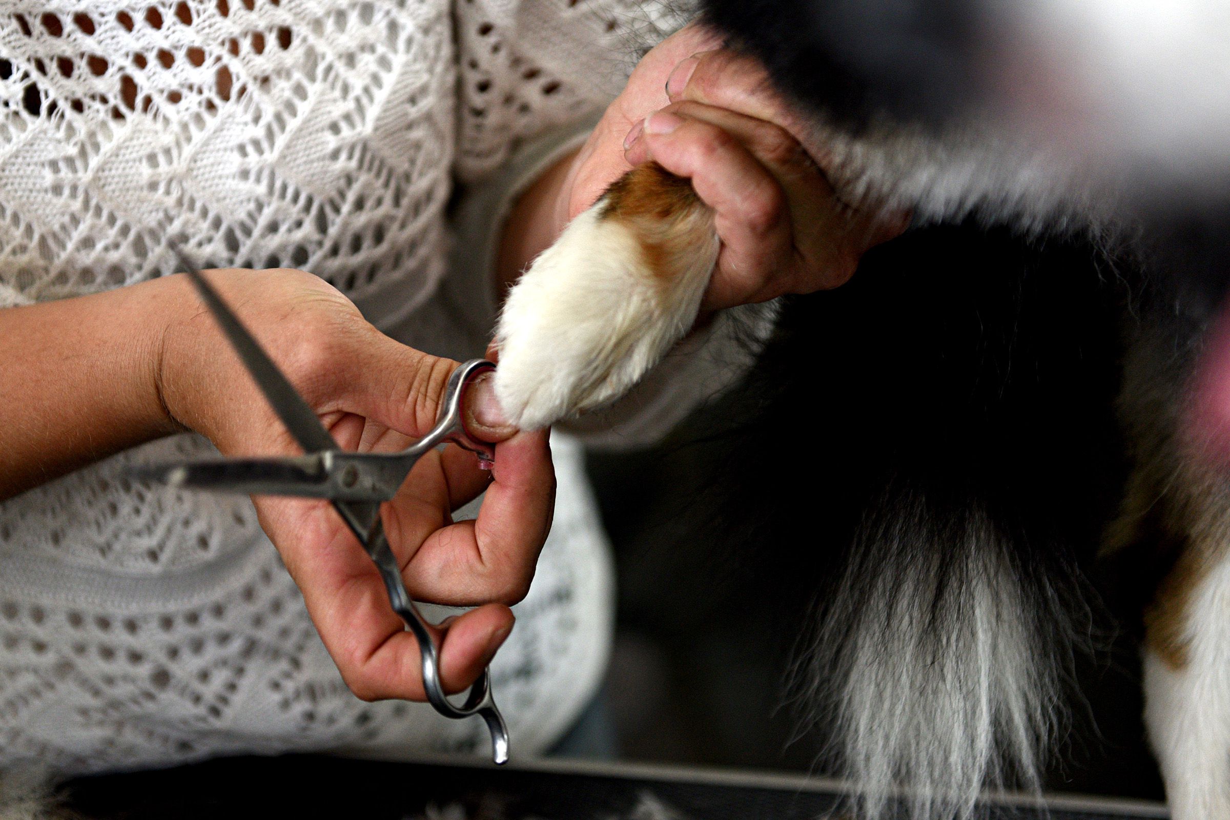 Samantha Stanford trims fur from Smokey's paws after a bath in her mobile grooming trailer in Canaan, N.H., on Friday, June 28, 2019. (Valley News - Jennifer Hauck) Copyright Valley News. May not be reprinted or used online without permission. Send requests to permission@vnews.com.
