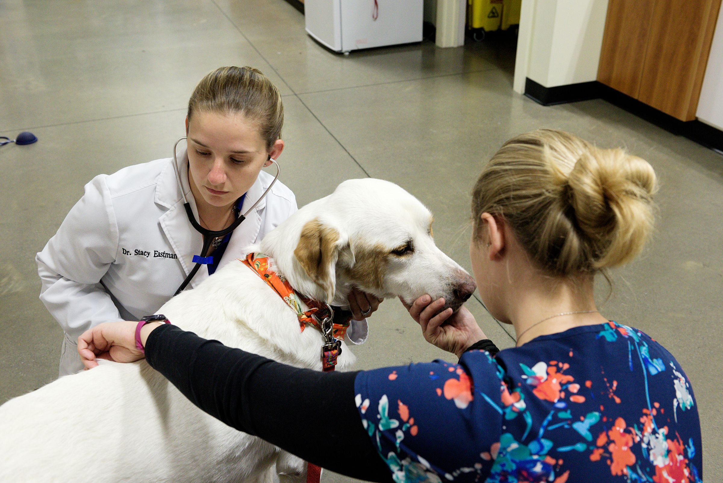 Dr. Stacy Eastman, left, takes the pulse of Ryker while reading the time  off of vet