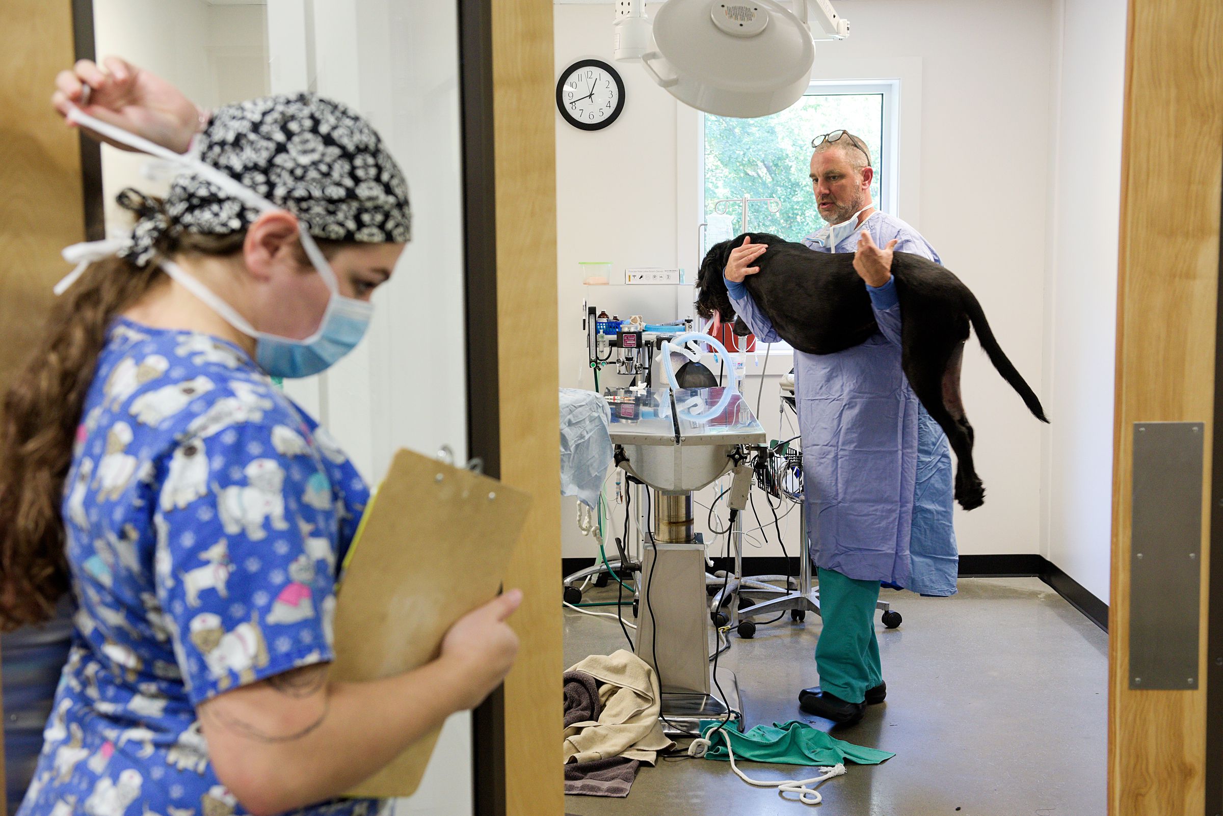 Certfied veterinary technician Kate Rousseau, left, holds open the operating room door as Dr. Dan Kelly carries Abbie to a recovery stall after replacing  the anterior cruciate ligament in one of her back knees with a suture of heavy plastic line at Stonecliff Animal Clinic in Lebanon, N.H., Friday, Sept. 24, 2019. The clinic, which has two locations, employs six technicians, three full-time vets, and two part-time vets. (Valley News - James M. Patterson) Copyright Valley News. May not be reprinted or used online without permission. Send requests to permission@vnews.com.