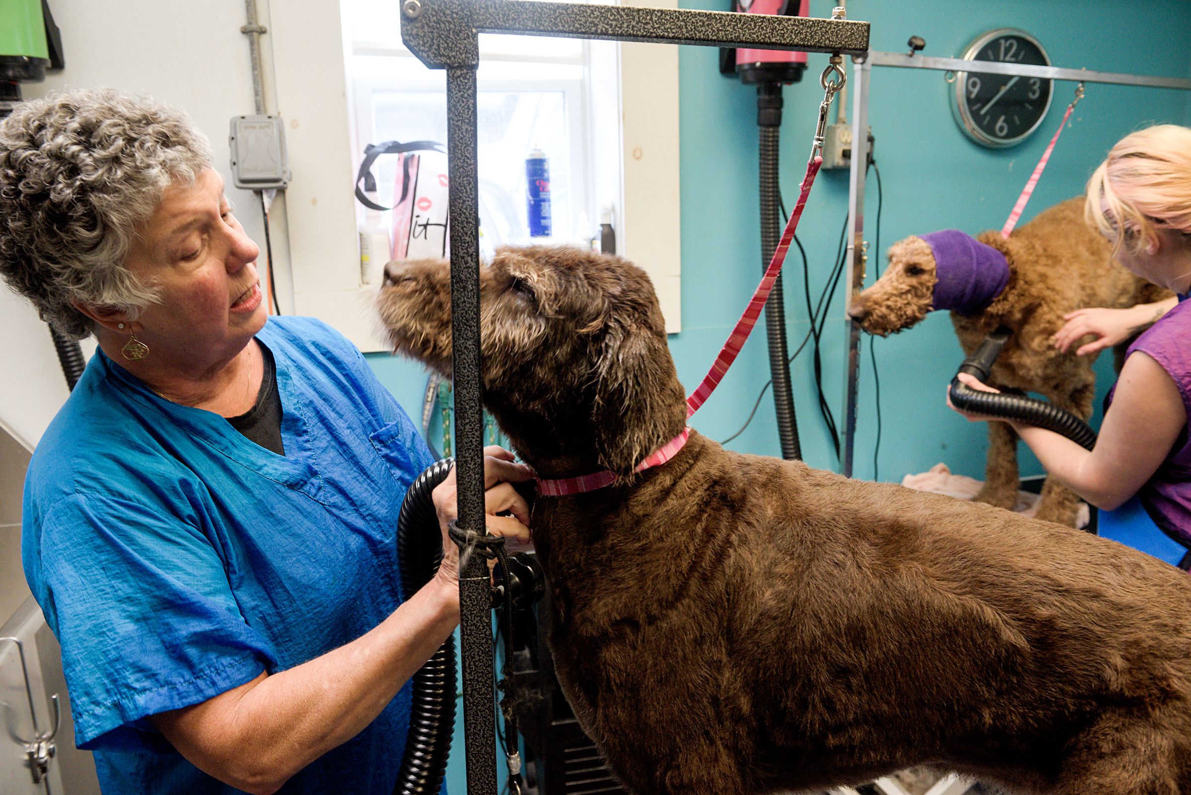 Groomers Jodi Garside, left, and Jess Michelotti, right, blow-dry Doodles Fenzer, left, and Teddy, right, at Unleashed in New London, N.H., Wednesday, Sept. 25, 2019. (Valley News - James M. Patterson) Copyright Valley News. May not be reprinted or used online without permission. Send requests to permission@vnews.com.