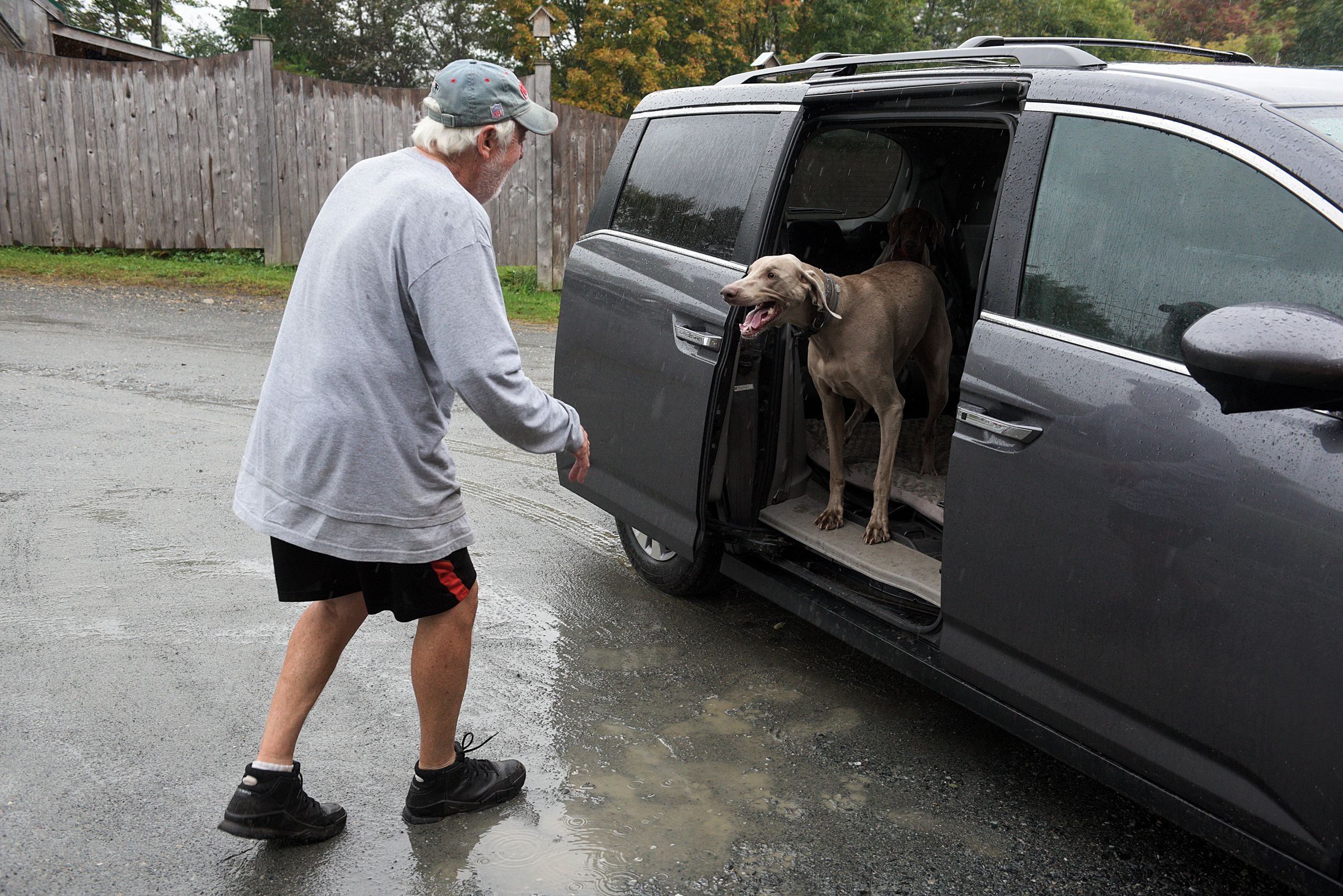 Charlie Bacon, of Enfield, greets his Weimaraners Sammie, at the door of his van, and Winnie, inside, after picking them up at Mountain View Pet Resor in Canaan, N.H., Thursday, Sept. 26, 2019. "This is the most comfortable place for my wife and I to bring our dogs," said Bacon. "They're our kids. When we bring them here, we know they're safe." (Valley News - James M. Patterson) Copyright Valley News. May not be reprinted or used online without permission. Send requests to permission@vnews.com.