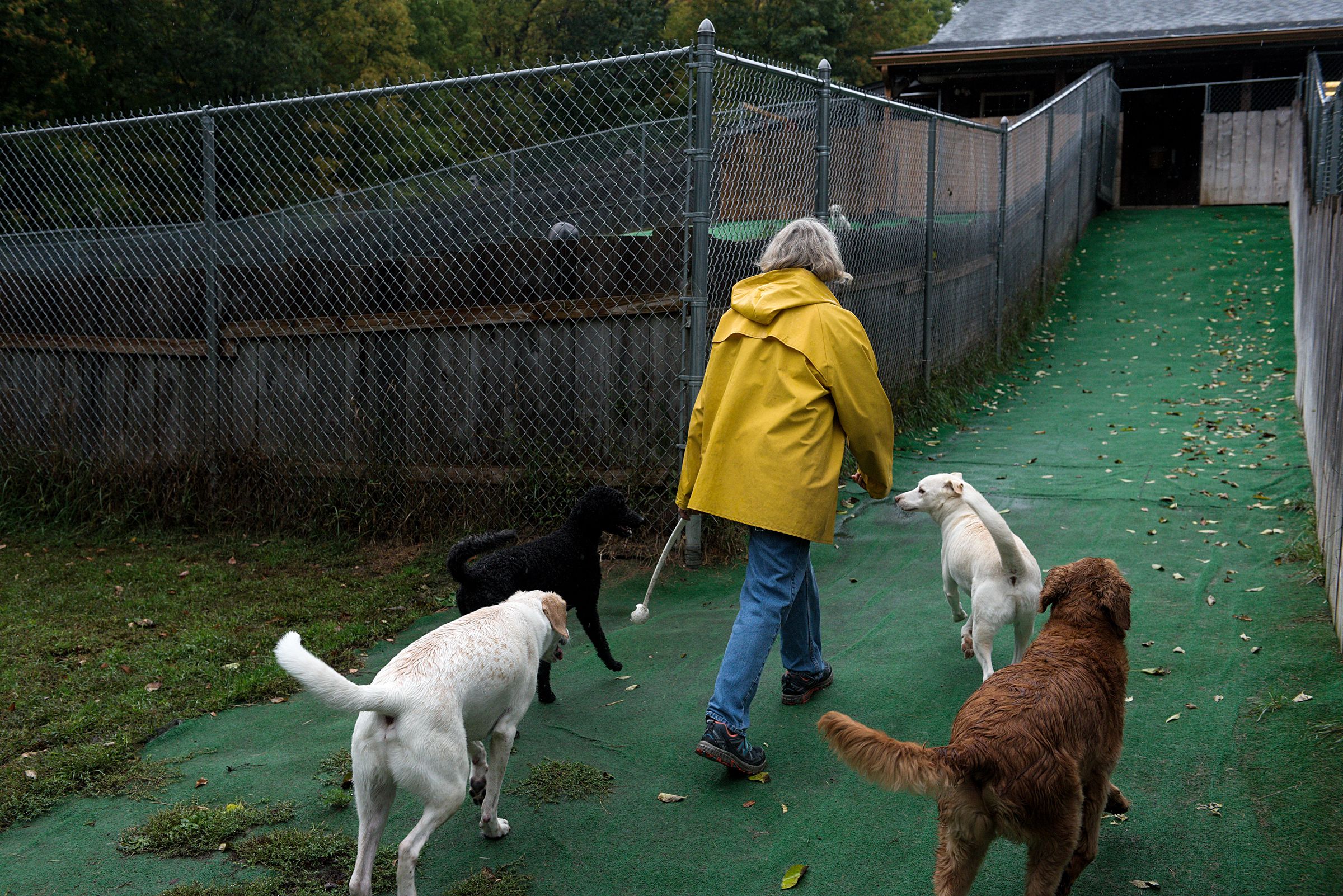 Mary Blain, of Canaan, retreats from the rain after playing fetch with several dogs at Mountain View Pet Resort, a dog boarding and daycare center in Canaan, N.H., Thursday, Sept. 26, 2019. Blain tries to keep the dogs active with two, two-hour play sessions during the day so they go home tired.(Valley News - James M. Patterson) Copyright Valley News. May not be reprinted or used online without permission. Send requests to permission@vnews.com.