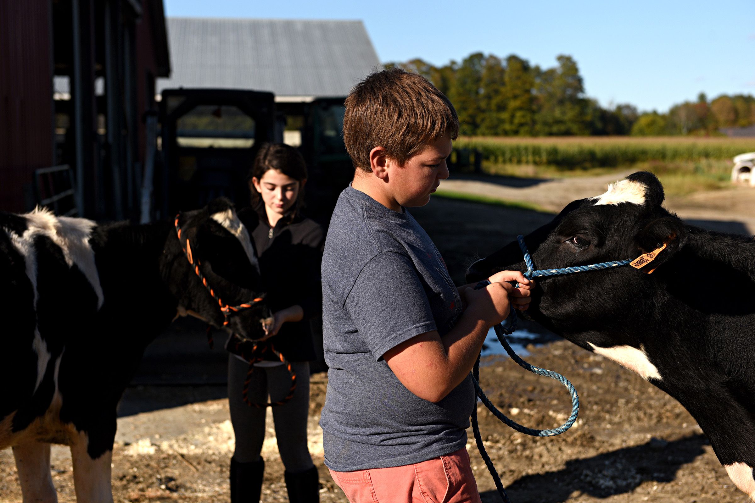 Angus Spence, right, leads his calf Edna at Tullando Farm in Orford , N.H., on Friday, Sept. 27, 2019. Spence along with Ava Rayes, 11, left, holding her calf Fancy, both of Lyme, N.H., are 4-H members. They lease calves from the farm to work with and show at local fairs. (Valley News - Jennifer Hauck) Copyright Valley News. May not be reprinted or used online without permission. Send requests to permission@vnews.com.