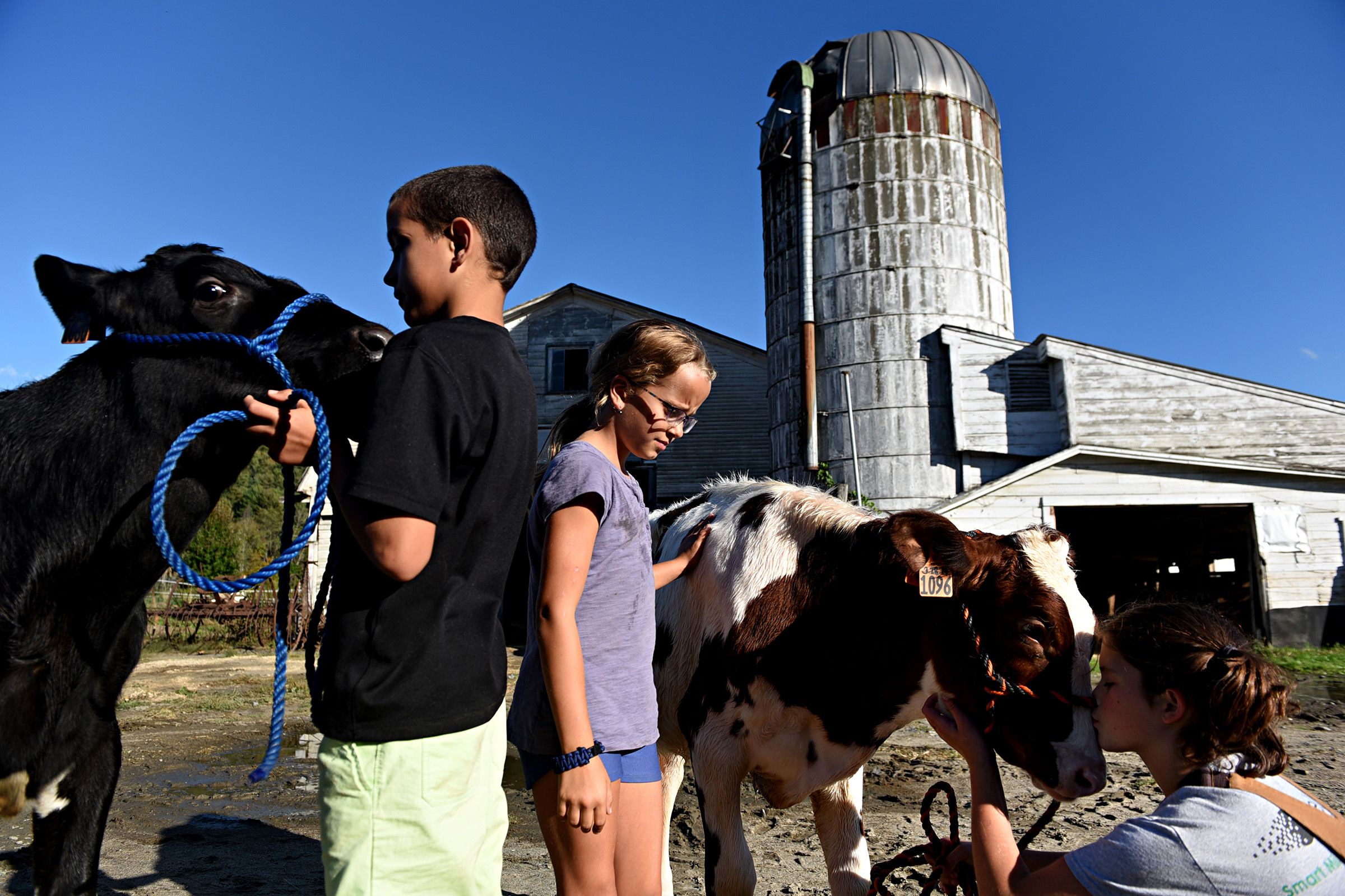 Tanner LaHaye, 10, holds his calf Peluca at Tullando Farm in Orford, N.H., on Friday, Sept. 27, 2019. Ella Tullar, 12, gives her calf Honor a kiss, Eila LaHaye walks between the calves, all live in Lyme, N.H. Tullando is owned by Tullar's family. The farm leases calves to 4-H members  so they can care for them and show them in local fairs.  (Valley News - Jennifer Hauck) Copyright Valley News. May not be reprinted or used online without permission. Send requests to permission@vnews.com.