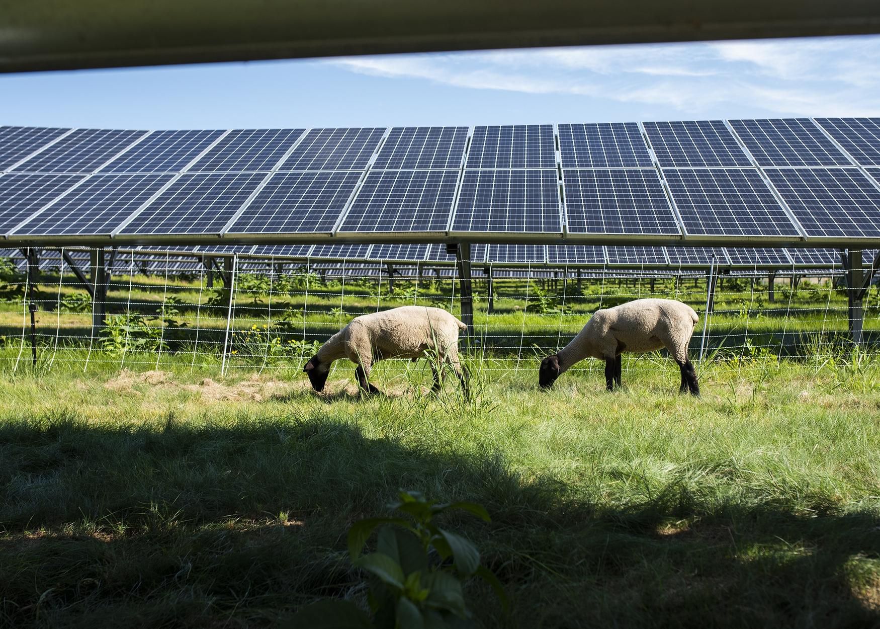 Sheep graze among the solar panels at Mendon Community Solar Farm, managing the site&apos;s vegetation in lieu of a traditional mowing system on Thursday. [T&G Staff/Ashley Green]