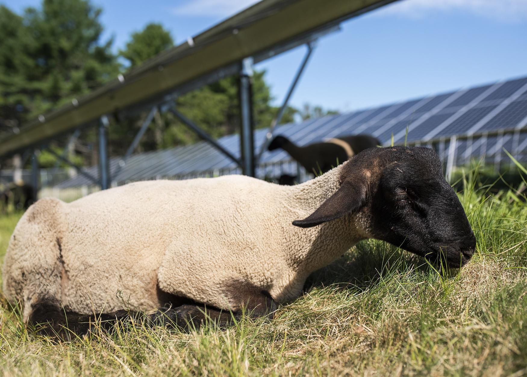 Sheep graze among the solar panels at Mendon Community Solar Farm, managing the site&apos;s vegetation in lieu of a traditional mowing system on Thursday. [T&G Staff/Ashley Green]