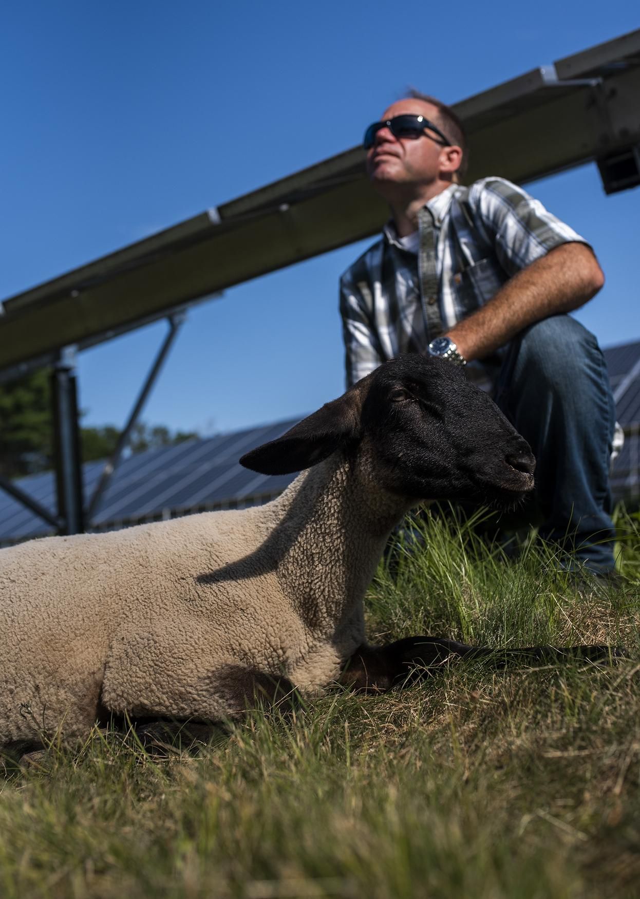 Dan Finnegan of Solar Shepherd pets one of the sheep at the Mendon Community Solar Farm on Thursday. [T&G Staff/Ashley Green]