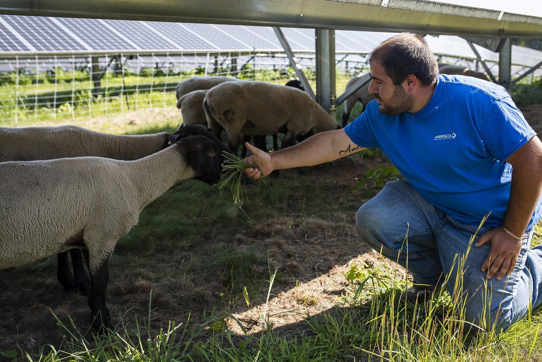 Vincenzo Raia Jr. of Ameresco feeds one of the sheep at the Mendon Community Solar Farm on Thursday. [T&G Staff/Ashley Green]