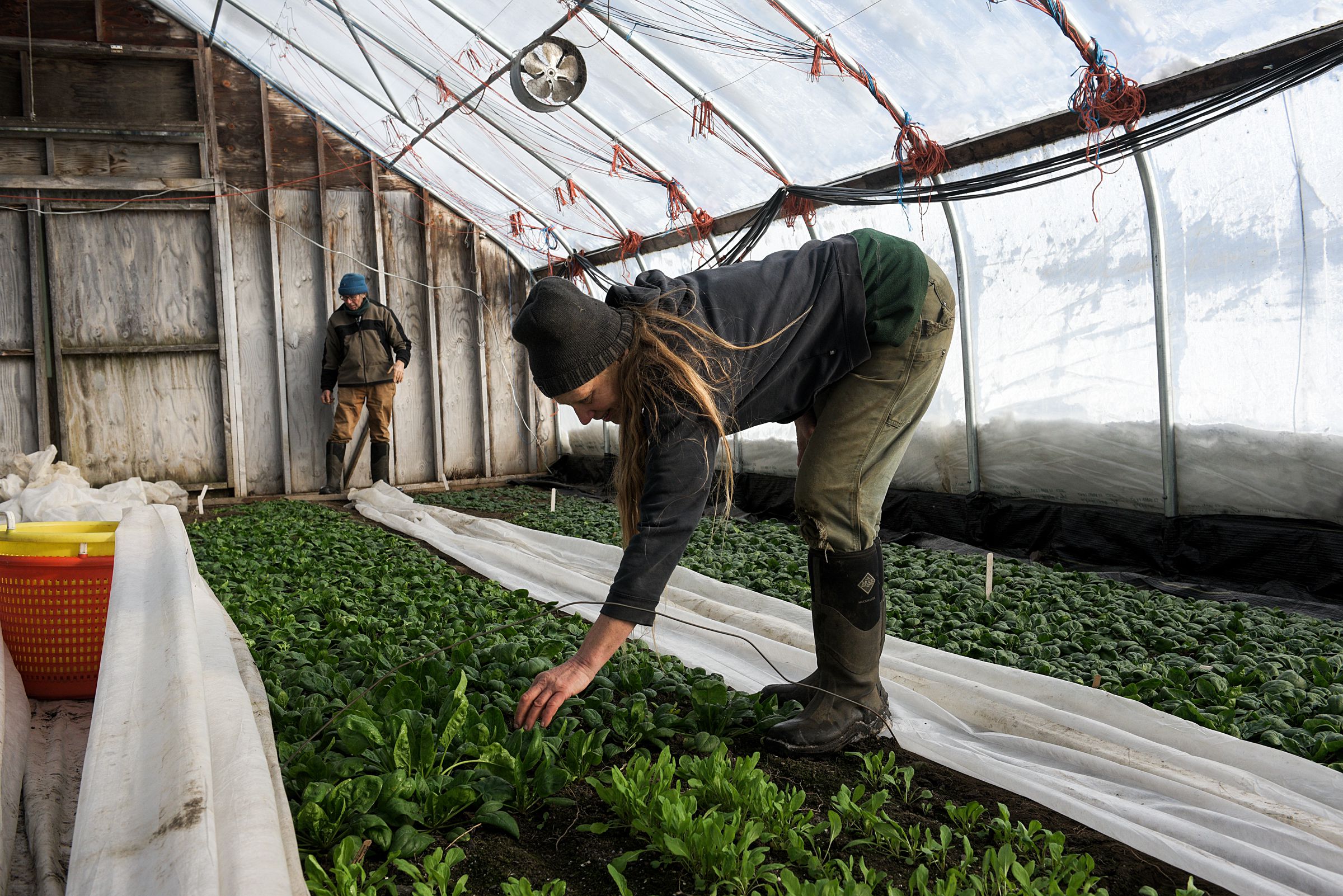 Suzanne Long and Tim Sanford of Luna Bleu Farm in Royalton, Vt., check on a bed of spinach after uncovering it to soak up the short hours of daylight Thursday, Dec. 20, 2019. The greens remain covered for much of the day to retain heat and moisture. (Valley News - James M. Patterson) Copyright Valley News. May not be reprinted or used online without permission. Send requests to permission@vnews.com.
