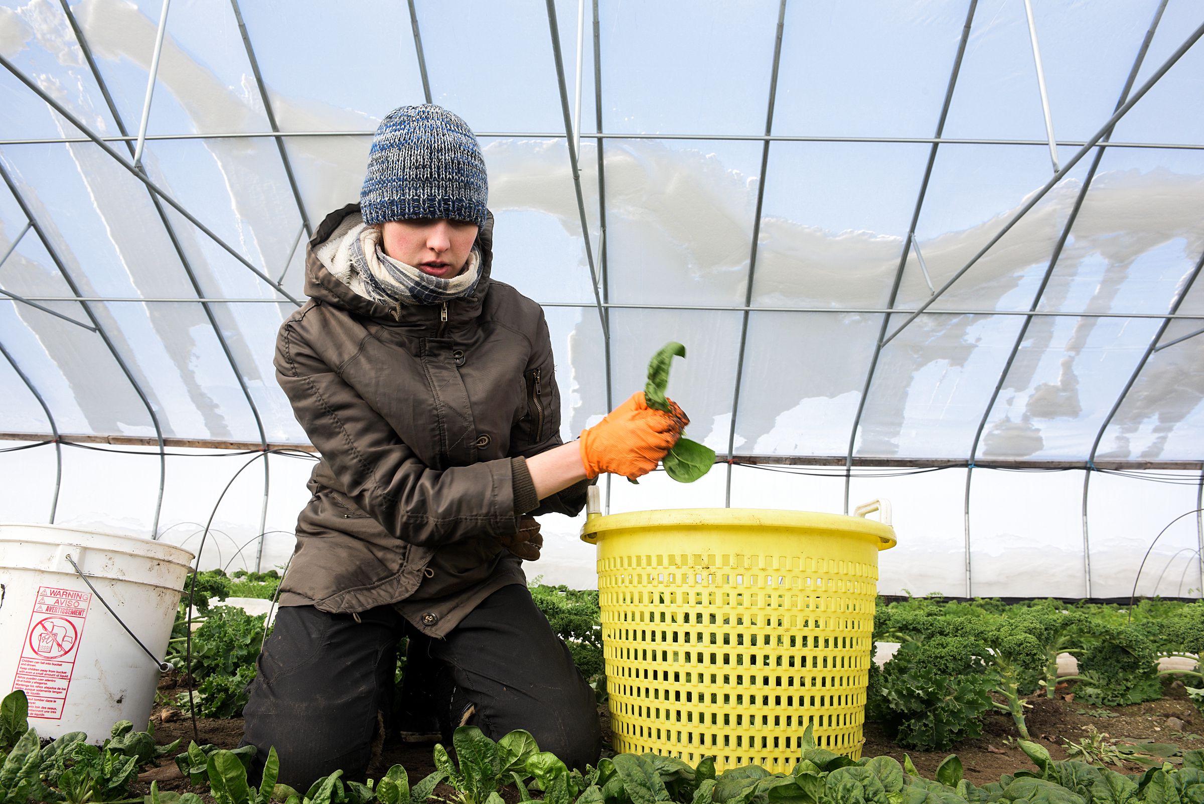 Emily Boles picks spinach at Luna Bleu Farm in Royalton, Vt., Thursday, Dec. 19, 2019, in preparation for a weekend farmers market in Norwich. A first crop of greens is planted in late September and early October and a second in late February and early March. Farmer Suzanne Long said this timing is key for allowing the plants to mature enough to produce while growing more slowly in the cold temperatures. (Valley News - James M. Patterson) Copyright Valley News. May not be reprinted or used online without permission. Send requests to permission@vnews.com.