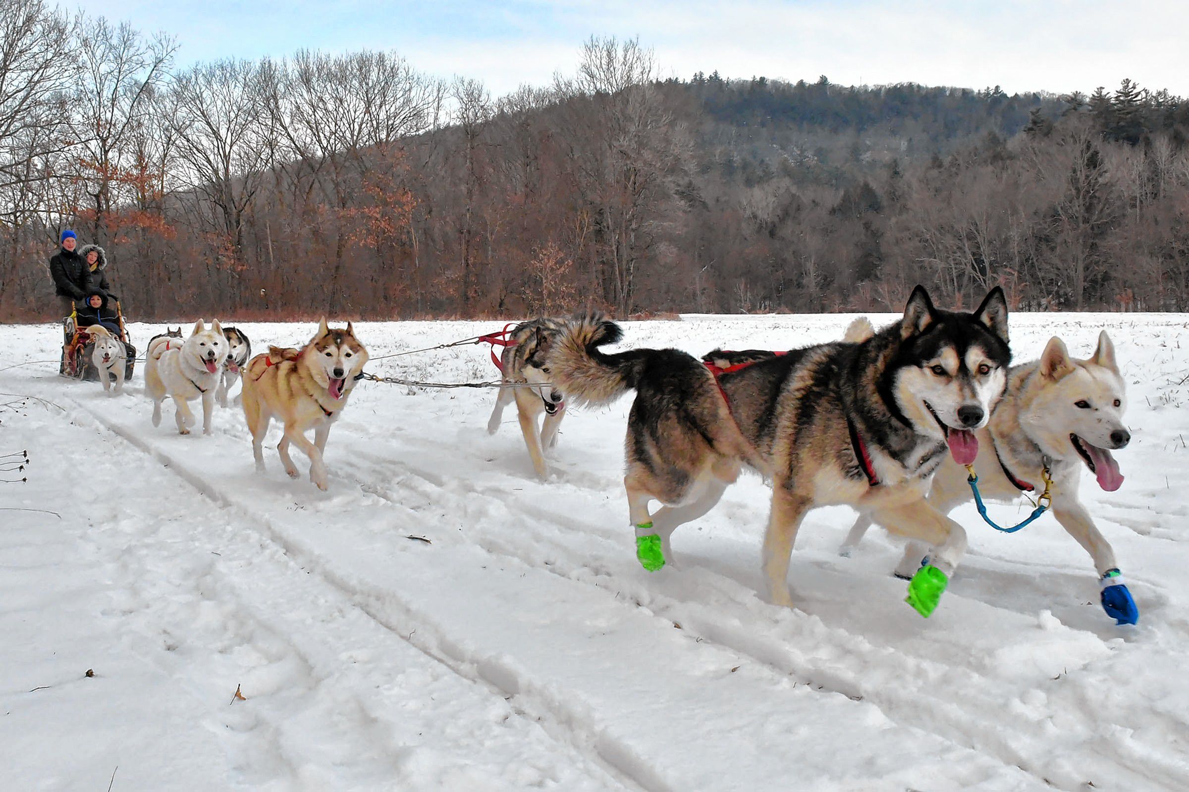 Lead dogs Balsam and Maddie run along a field while giving a ride to guests Crystal Guevara and her son Marquis, 12, of Middletown, Del., while being guided by musher Natalie Thorn, of Windsor, Vt., in Claremont. N.H., on Sunday, Dec. 22, 2019. (Rick Russell photograph)