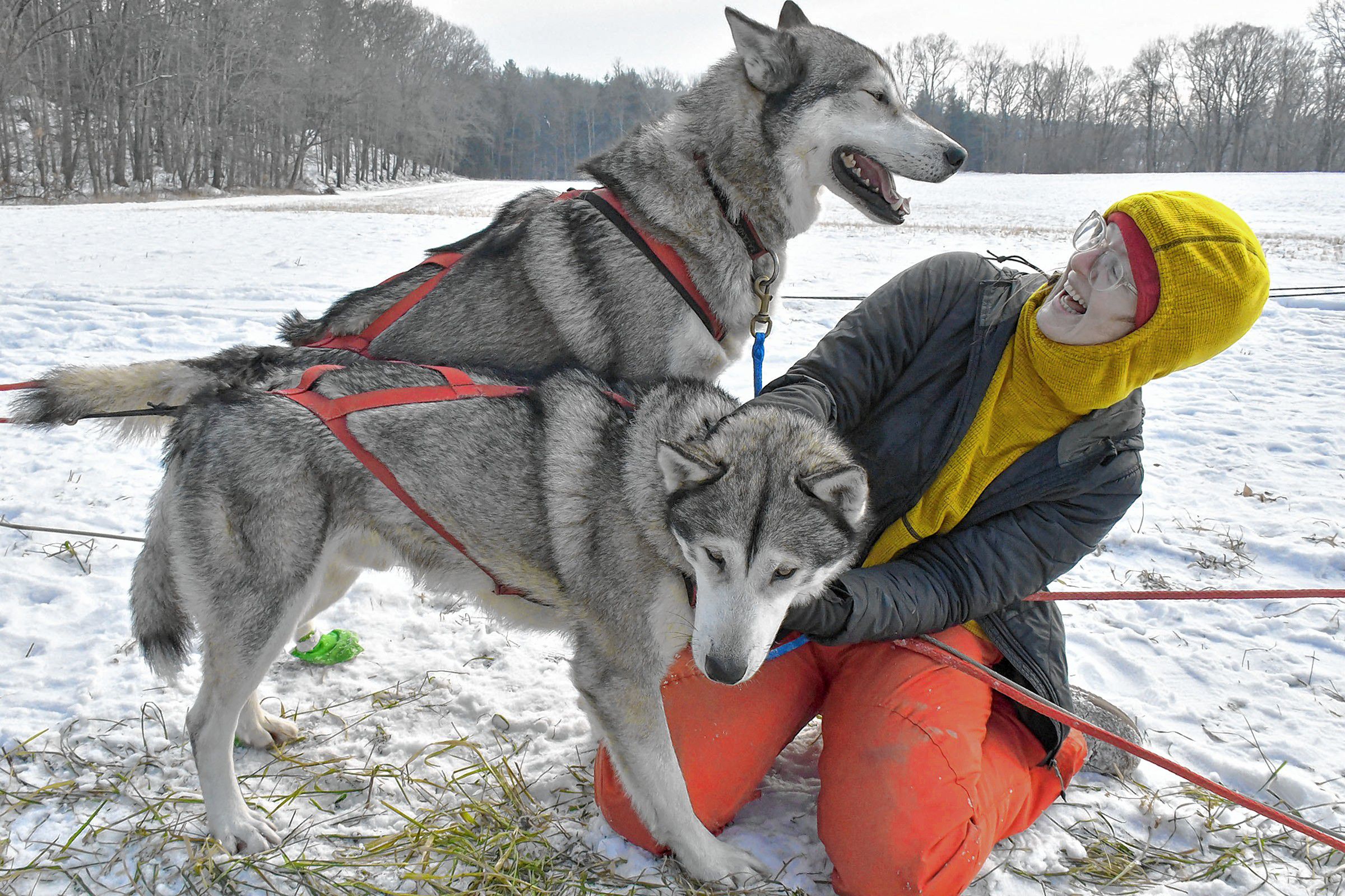 Mushing intern Crystal Whyte, of Rochester, N.Y., plays with Jetfire while Tanka, above, begs for attention while doing a day of excursion trips with Braeburn Siberians of Windsor, Vt., along the Connecticut River in Claremont, N.H., on Sun. Dec. 22, 2019. (Rick Russell photograph)