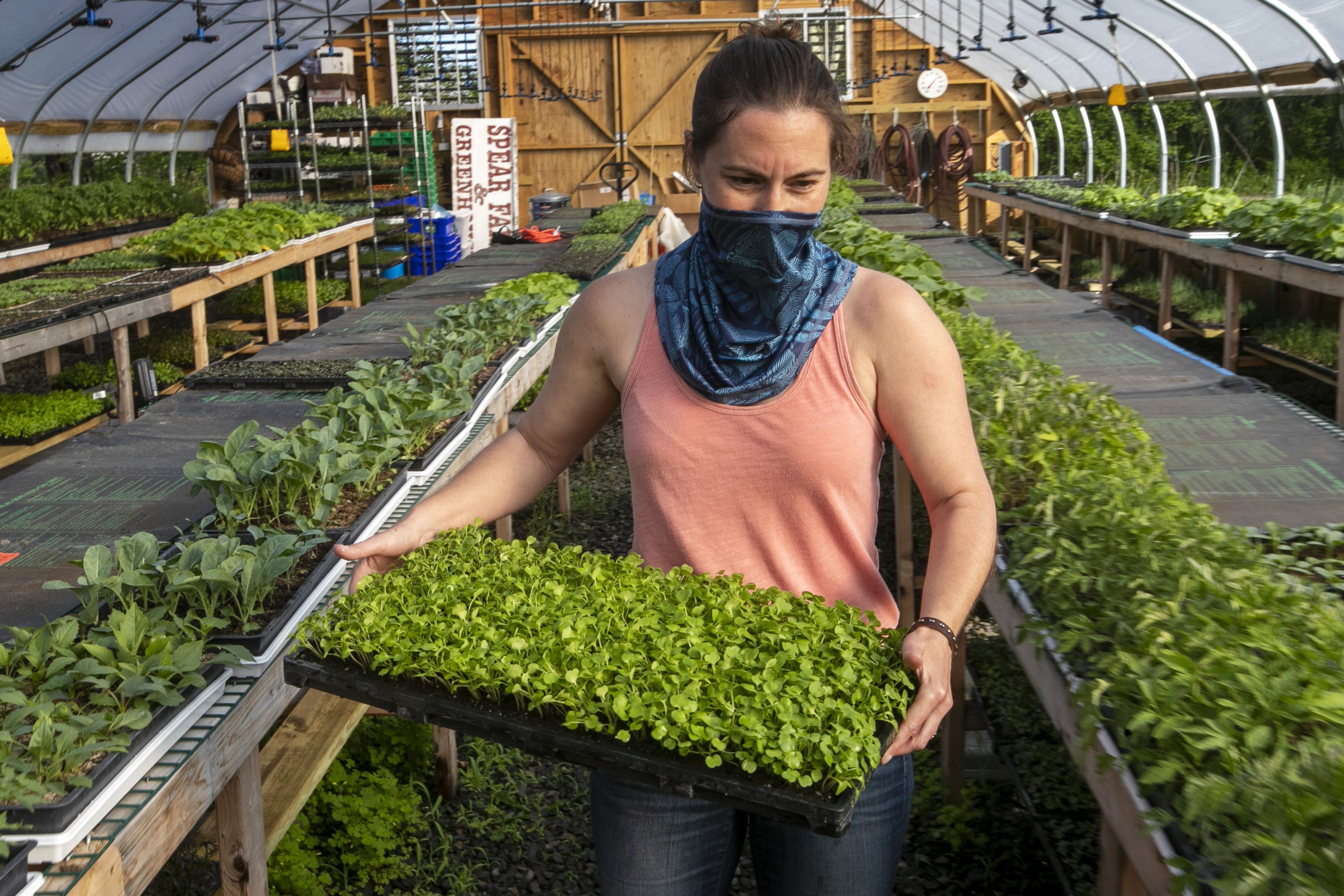 In this Thursday, May 28, 2020 photo Jamien Richardson moves a tray of baby arugula in a crop house at Spear Spring Farm in Warren, Maine. Spear Spring is one of many farms that have seen an uptick in the number community supported agriculture shares sold to customers, most likely as a result to the coronavirus pandemic. (AP Photo/Robert F. Bukaty)