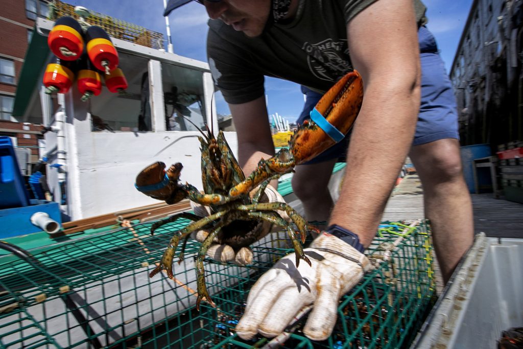 In this Friday, May 29, 2020 photo, Eric Pray unpacks a lobster on a wharf in Portland, Maine. Pray is one of many fishermen and farmers who have pivoted quickly to sell to directly to consumers after the coronavirus shutdown cut out usual sales options. (AP Photo/Robert F. Bukaty)