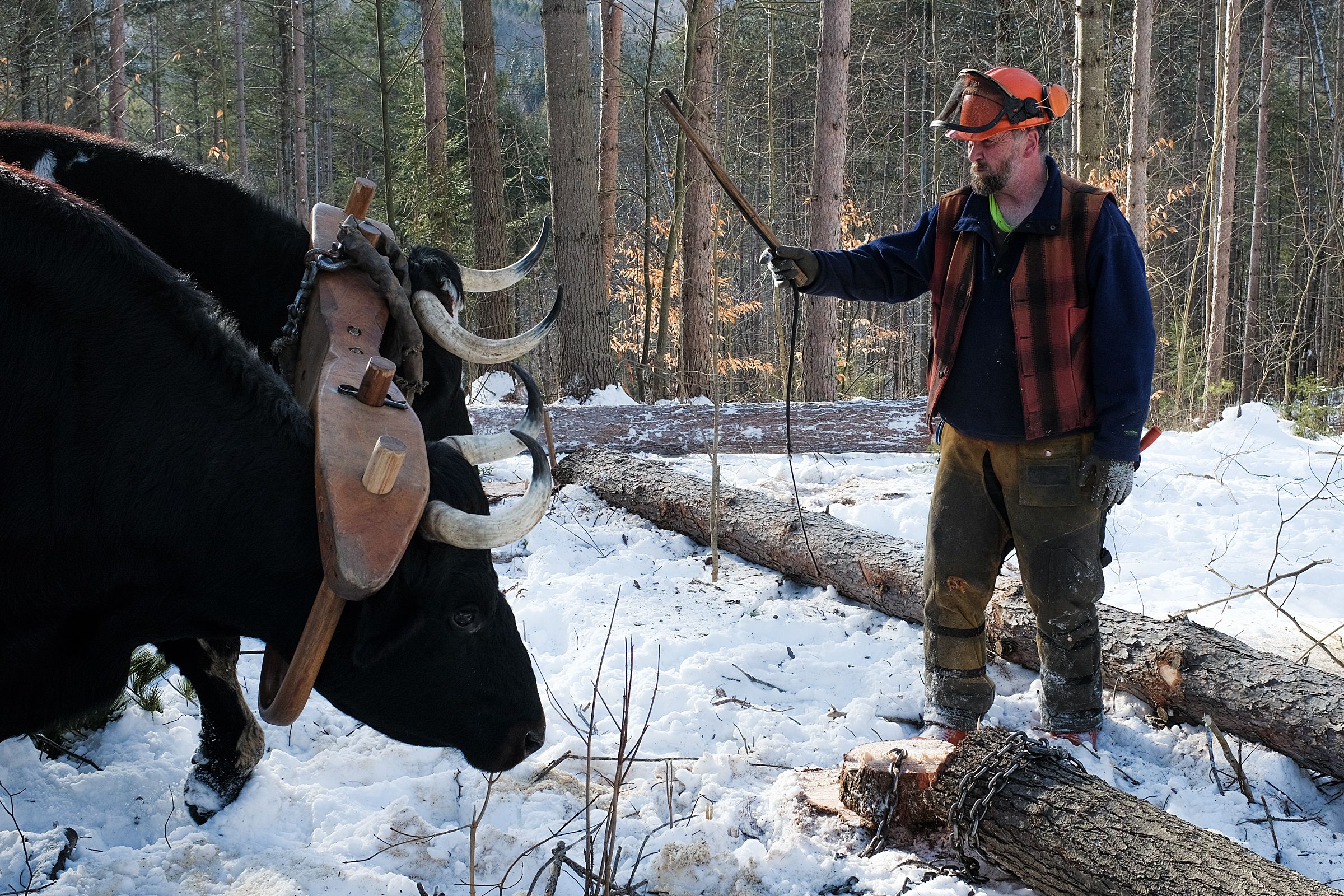 Carl Russell maneuvers Marvelous, back, and Lucky, front, into position to drag away a log while clearing pasture in Bethel Gilead, Vt., Thurday, Jan. 13, 2021. (Valley News - James M. Patterson) Copyright Valley News. May not be reprinted or used online without permission. Send requests to permission@vnews.com.