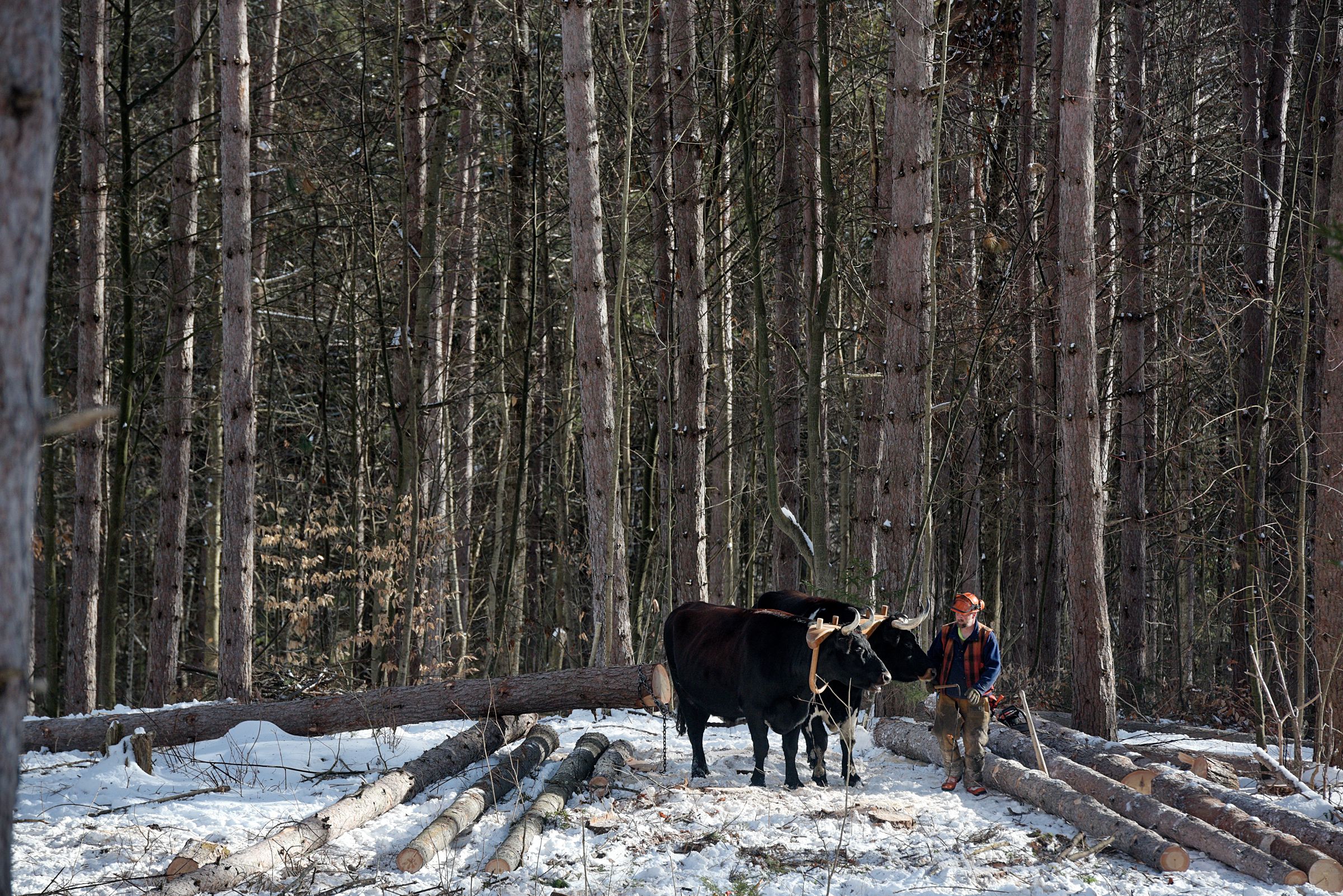 Carl Russell works with his oxen Lucky, left, and Marvelous, right, to clear a stand of red and white pines for pasture on his family’s Bethel Gilead, Vt., land Thursday, Jan 7, 2021. Russell, who also works with horses, moved logs cut by his daughter Tuilelaith Nepveu-McCrory on the site. (Valley News - James M. Patterson) Copyright Valley News. May not be reprinted or used online without permission. Send requests to permission@vnews.com.
