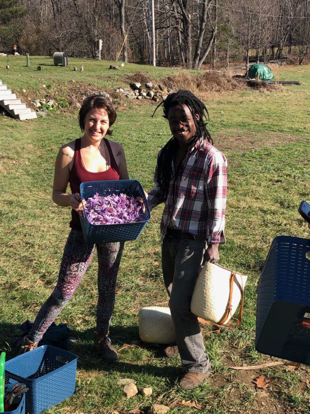 Jette Mandl-Abramson and her husband, Claudel “Zaka” Chery, own Calabash Gardens in Newbury. The two planted half an acre of saffron this autumn. Photo by Lilly Mandl.