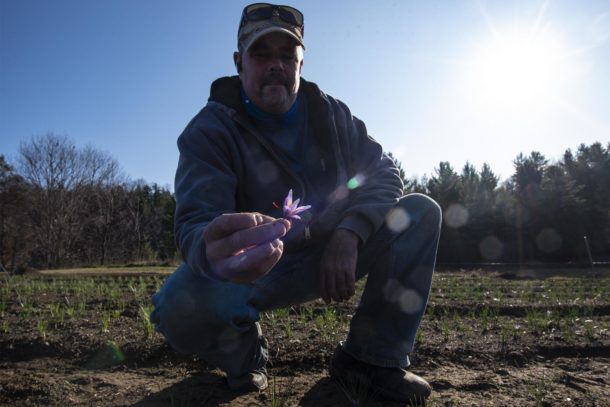 Sean Linley holds a saffron flower picked the one of his plants in Barre on Friday, November 6, 2020. Photo by Glenn Russell/VTDigger