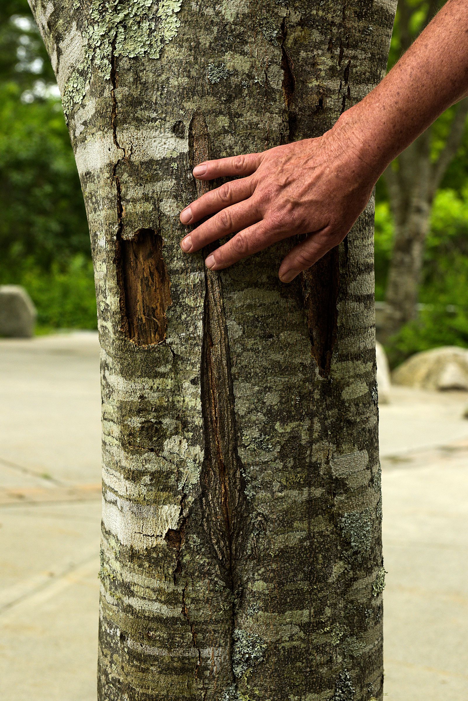 Anne Fayen, of Strafford, the horticulturist and landscape designer at the Montshire Museum, stops to touch the wounds in the bark of a yellowwood tree on the museum's patio in Norwich, Vt., Friday, June 25, 2021. "We think of these as kind of potted plants," she said of the yellowwoods ringing a paved area near the building. Recently, three of the trees were removed to allow others  more access to nutrients in their limited space. (Valley News - James M. Patterson) Copyright Valley News. May not be reprinted or used online without permission. Send requests to permission@vnews.com.