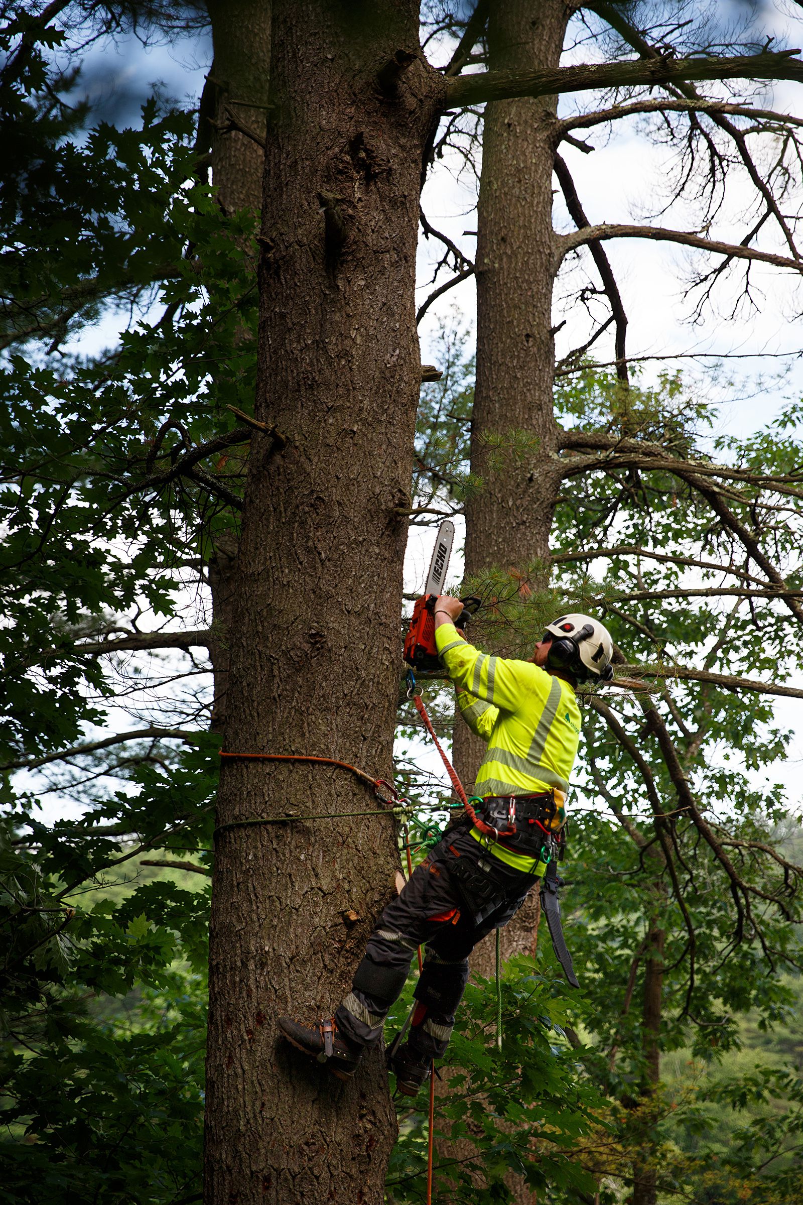 Nathaniel Moore, of Canaan, N.H., cuts down branches from a tree slated for removal by a Chippers, Inc. crew at a home in Hanover, N.H., on Wednesday, June 30, 2021. (Valley News / Report For America - Alex Driehaus) Copyright Valley News. May not be reprinted or used online without permission. Send requests to permission@vnews.com.