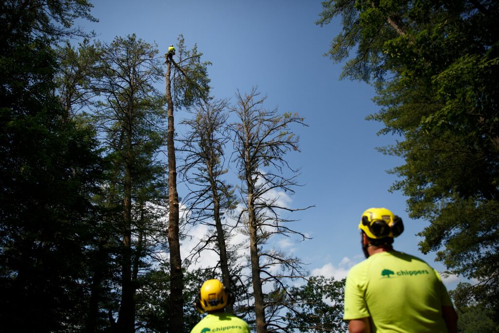 Nathaniel Moore, of Canaan, N.H., cuts down the top of a tree while Logan Shank, of Springfield, N.H., left, and Matt Gray, of Goshen, N.H., watch from the ground during a Chippers, Inc. tree removal job at a home in Hanover, N.H., on Wednesday, June 30, 2021. (Valley News / Report For America - Alex Driehaus) Copyright Valley News. May not be reprinted or used online without permission. Send requests to permission@vnews.com.