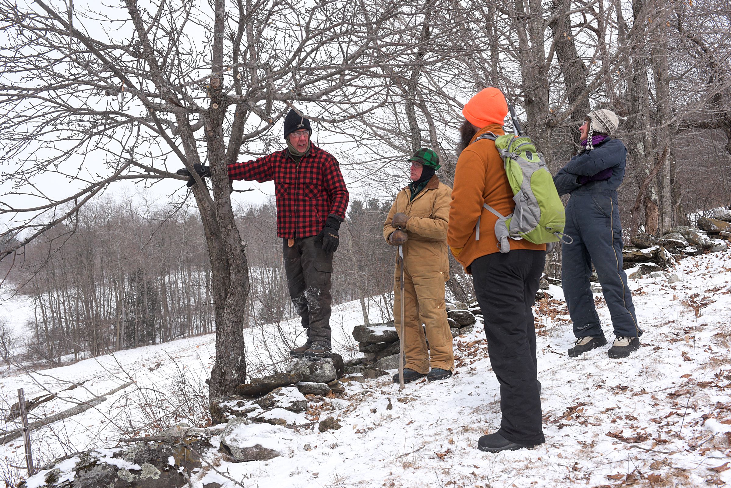 Orange County foresters Dave Paganelli, left, and Paul Harwood, second from left, discuss their strategy for pruning a wild apple with Judith Falk, of South Strafford, right, and Nate Thames, of Vershire, second from right, during an apple pruning workshop on the land of Larry Mengedoht in Tunbridge, Vt., Saturday, March 11, 2017. The workshop focused less on increasing apple production by old or wild apple trees for human consumption, and more improving neglected trees for animal and bird consumption and habitat. March 11, 2017. (Valley News - James M. Patterson) Copyright Valley News. May not be reprinted or used online without permission. Send requests to permission@vnews.com.